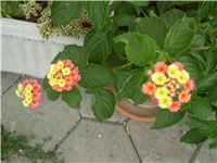 abf74bdd-Picture 6148.jpg